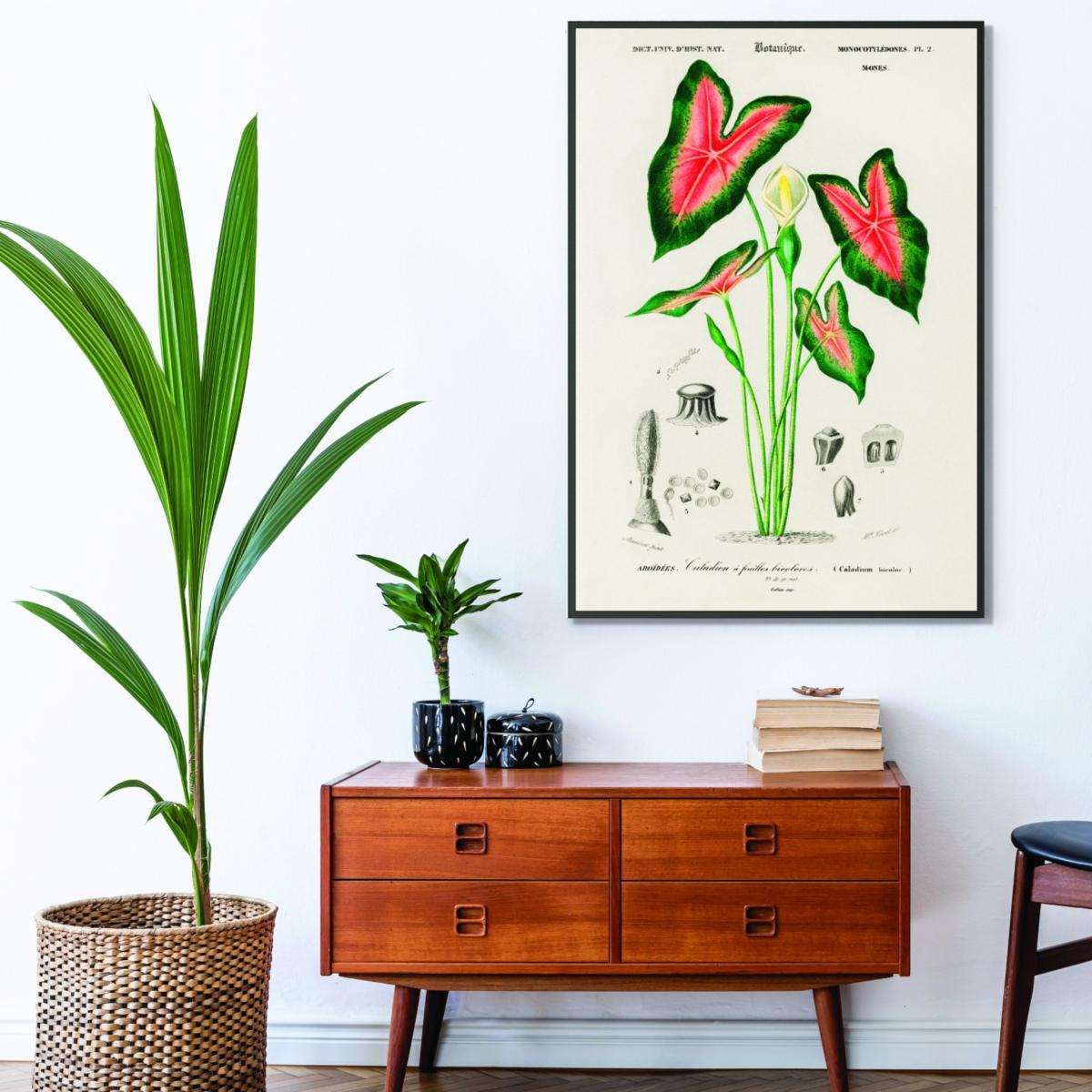 Elephant Ear Print A3 297 X 420Mm Stanley Print House – image 3