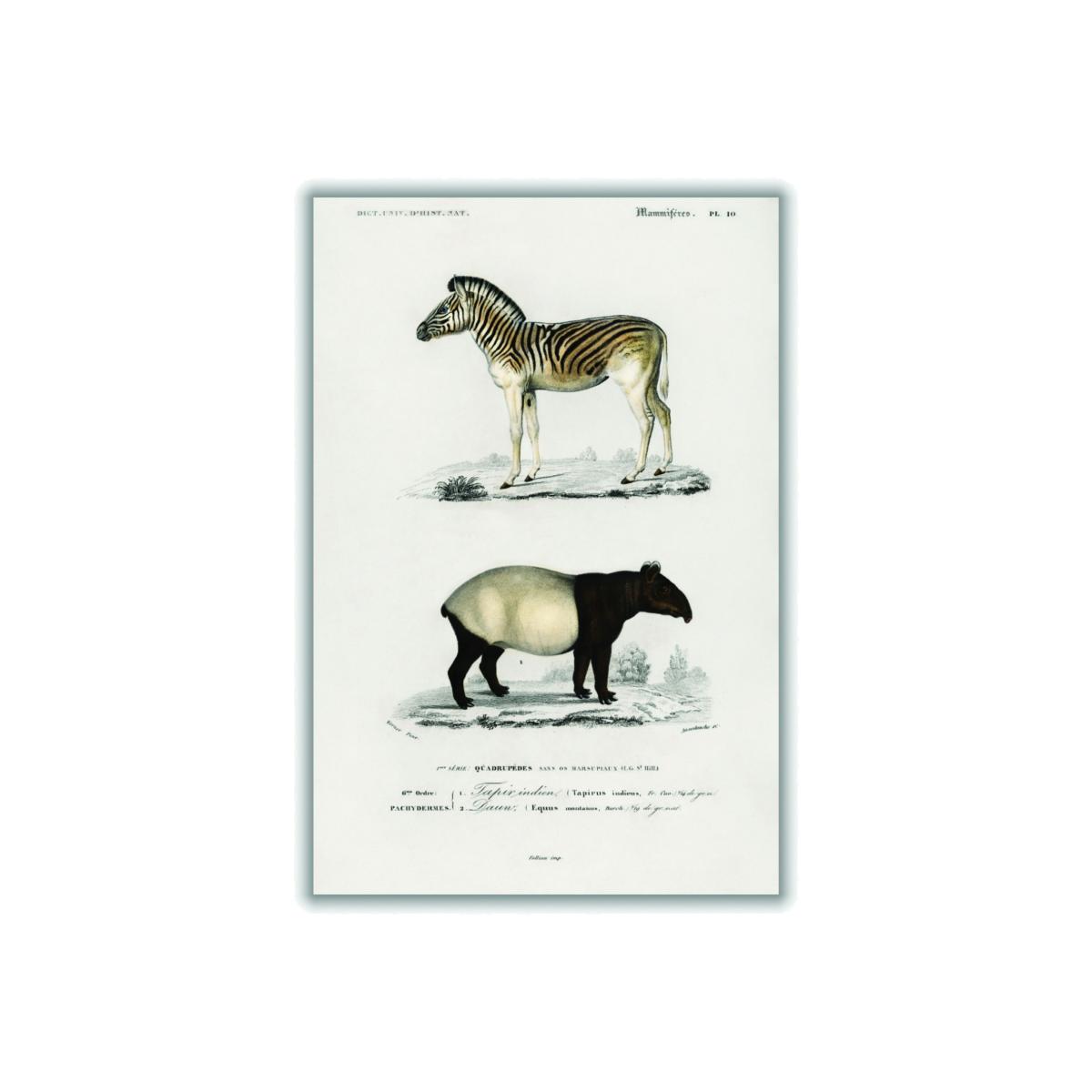 Malayan Tapir & Mountain Zebra A1 594 X 841Mm Stanley Print House – image 1