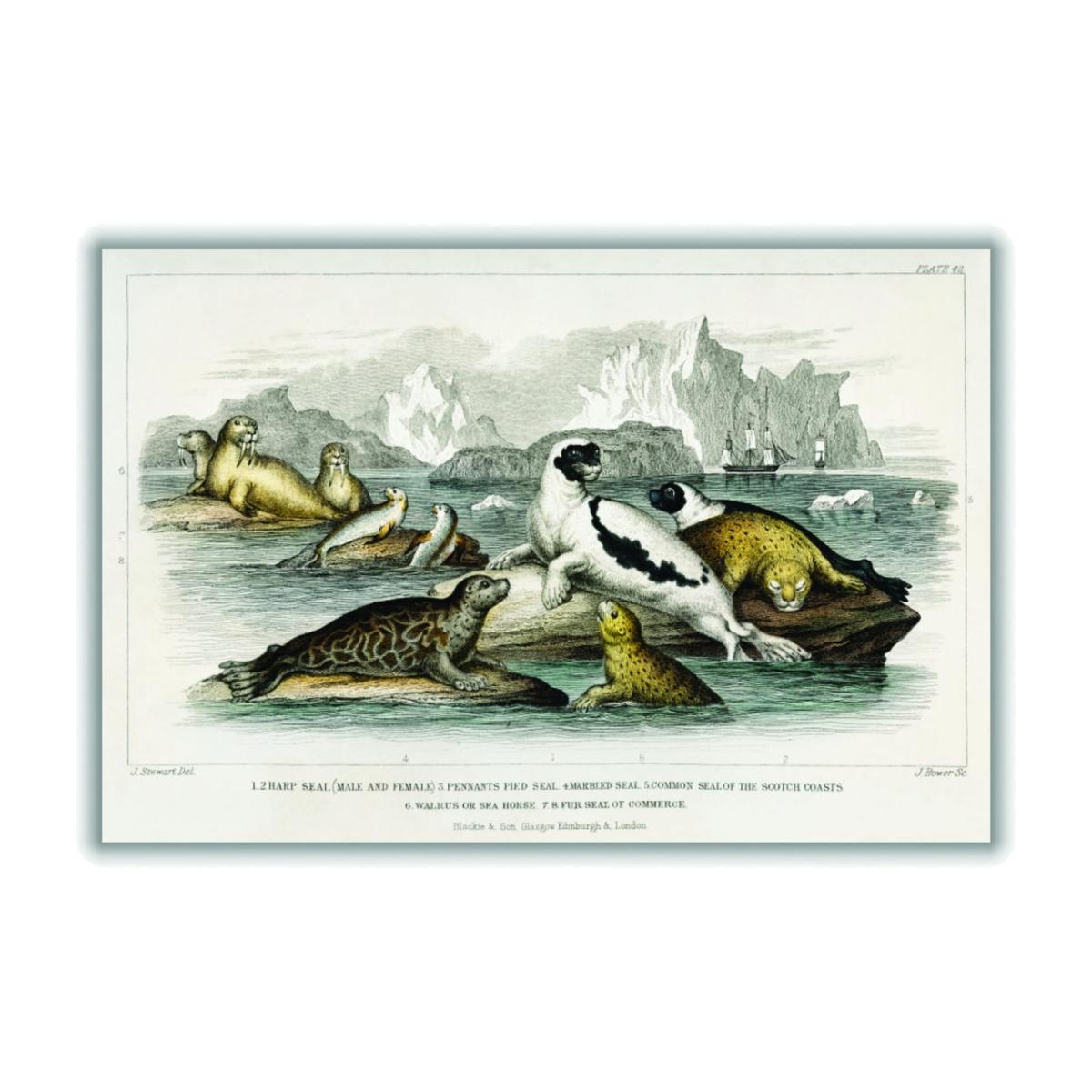Neutrals Various Types Of Seal A1 594 X 841Mm Stanley Print House – image 1