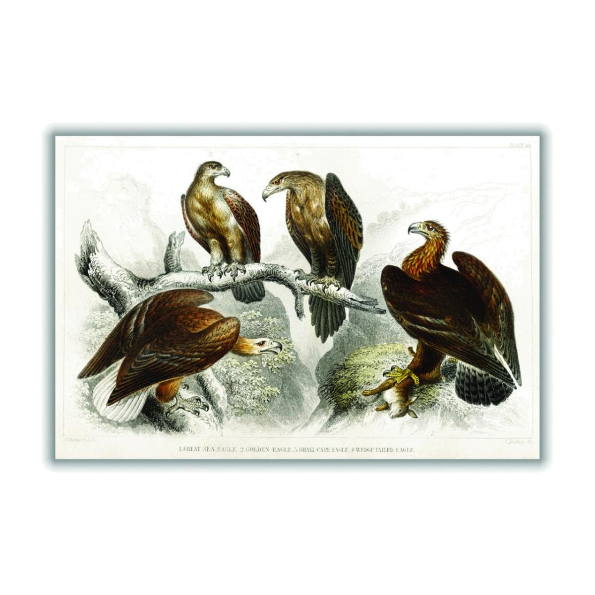 Brown Various Eagles Xxs Stanley Print House – image 1