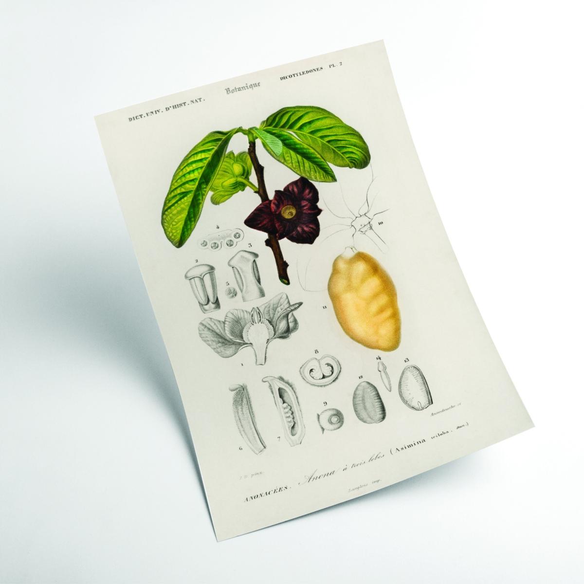 Green Asimina Triloba A1 594 X 841Mm Stanley Print House – image 2