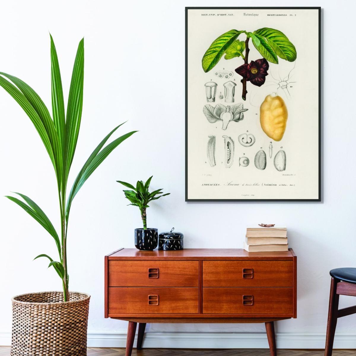 Green Asimina Triloba A1 594 X 841Mm Stanley Print House – image 3