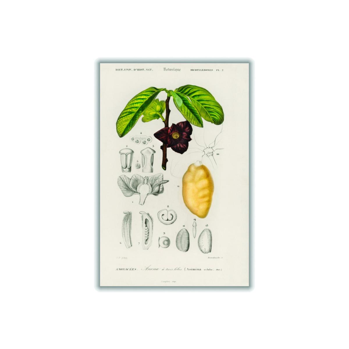 Green Asimina Triloba A1 594 X 841Mm Stanley Print House – image 1