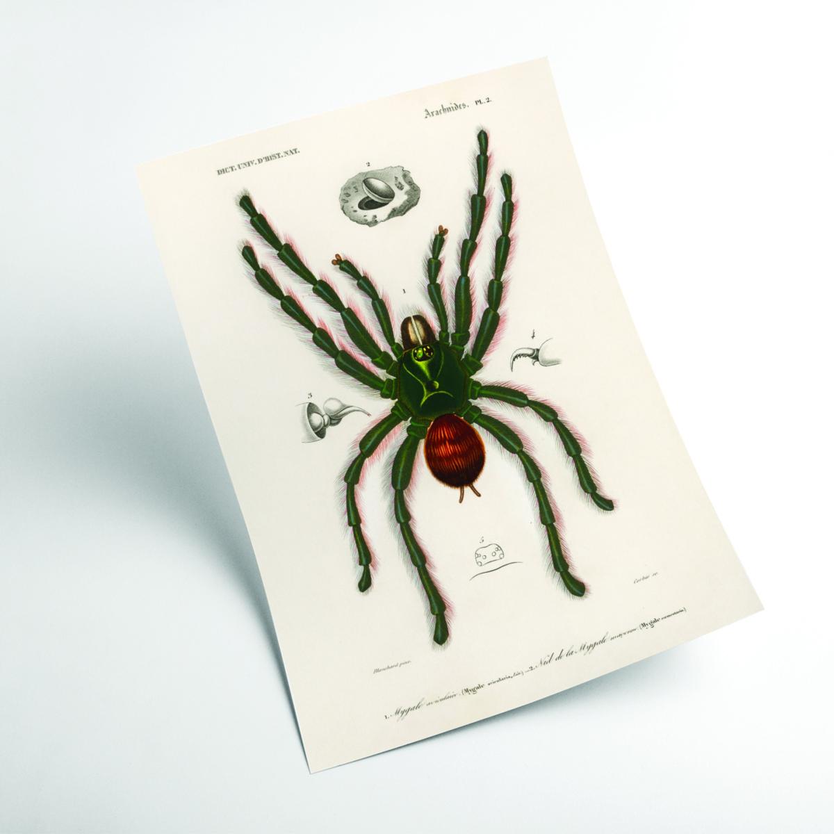 Black Pinktoe Tarantula A1 594 X 841Mm Stanley Print House – image 2
