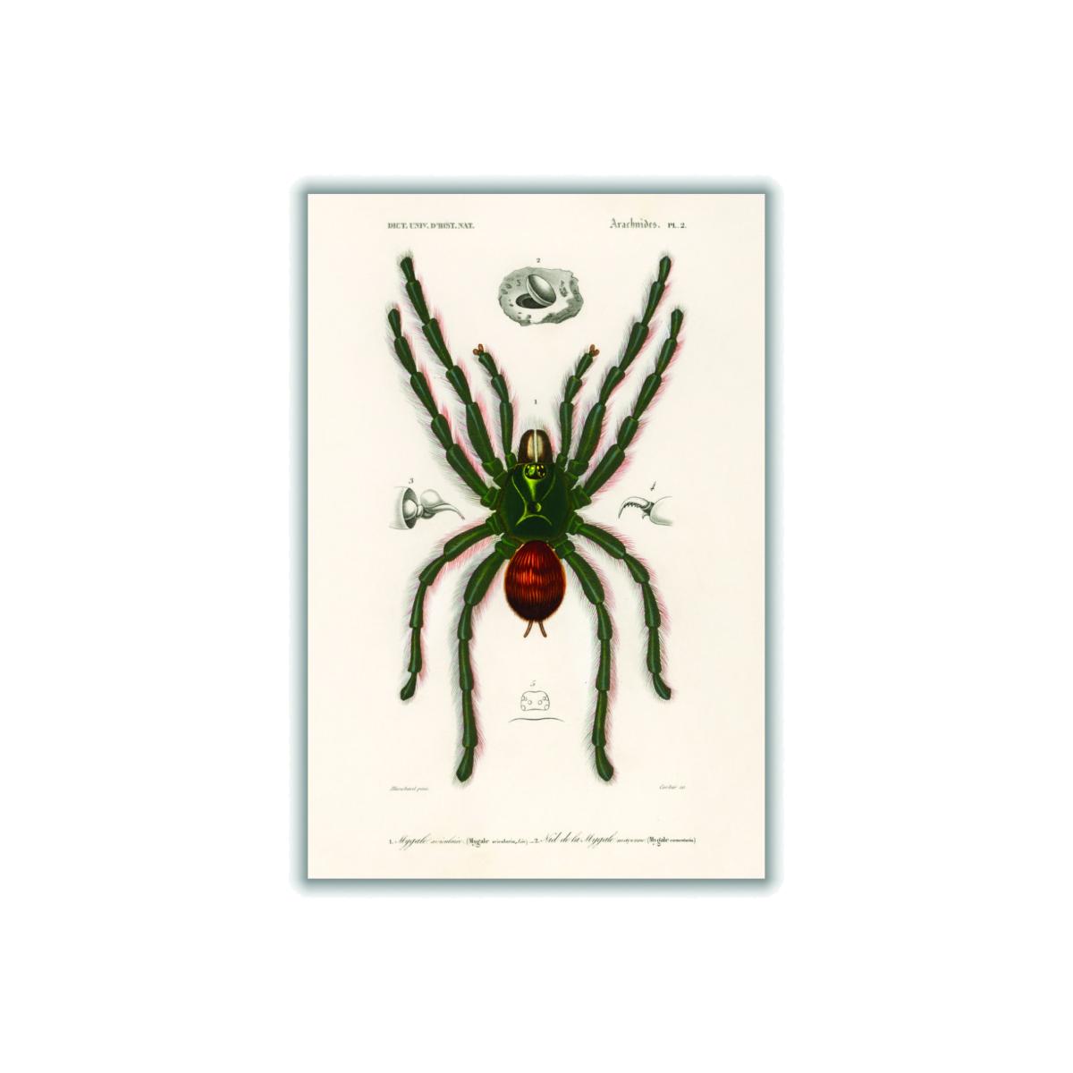 Black Pinktoe Tarantula A1 594 X 841Mm Stanley Print House – image 1
