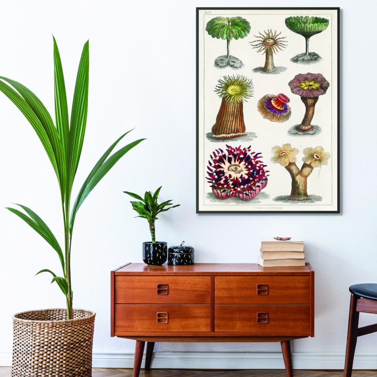 Actiniae Print Large Stanley Print House – image 3