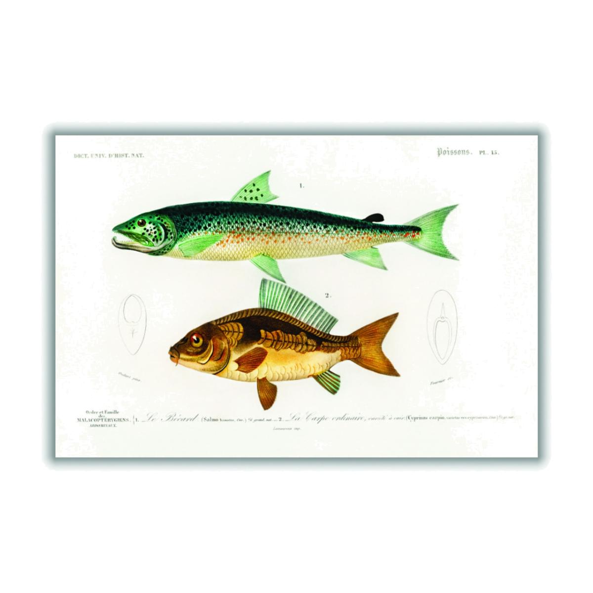 Yellow / Orange Salmo Hamatus And Cyprinus Carpio A1 594 X 841Mm Stanley Print House – image 1