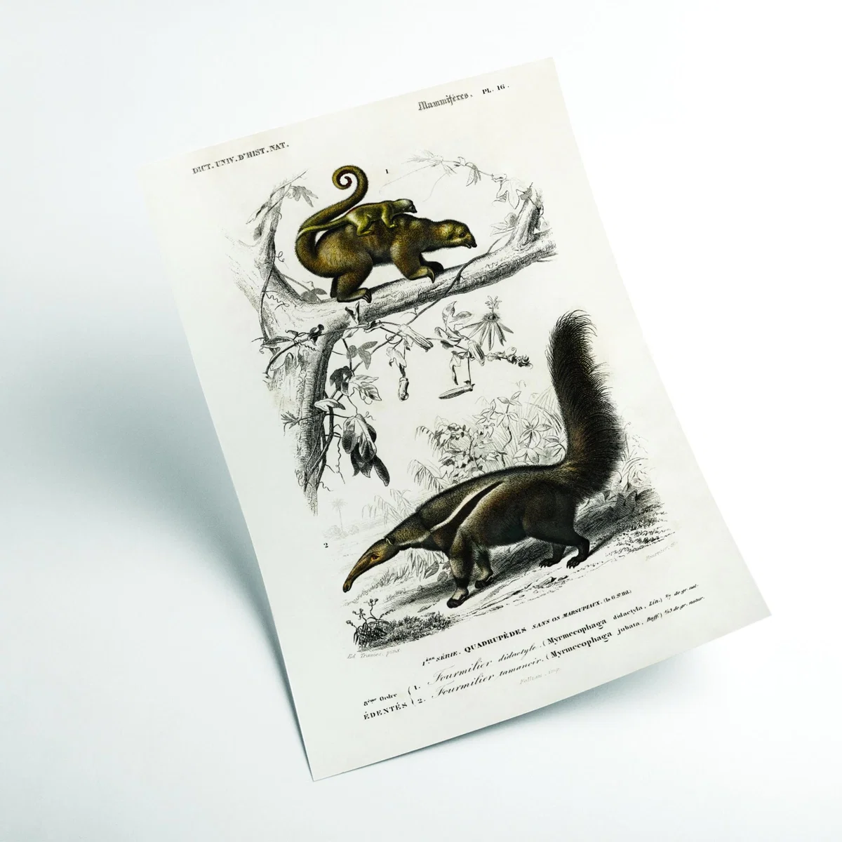 Brown Pygmy Anteater Large Stanley Print House – image 2