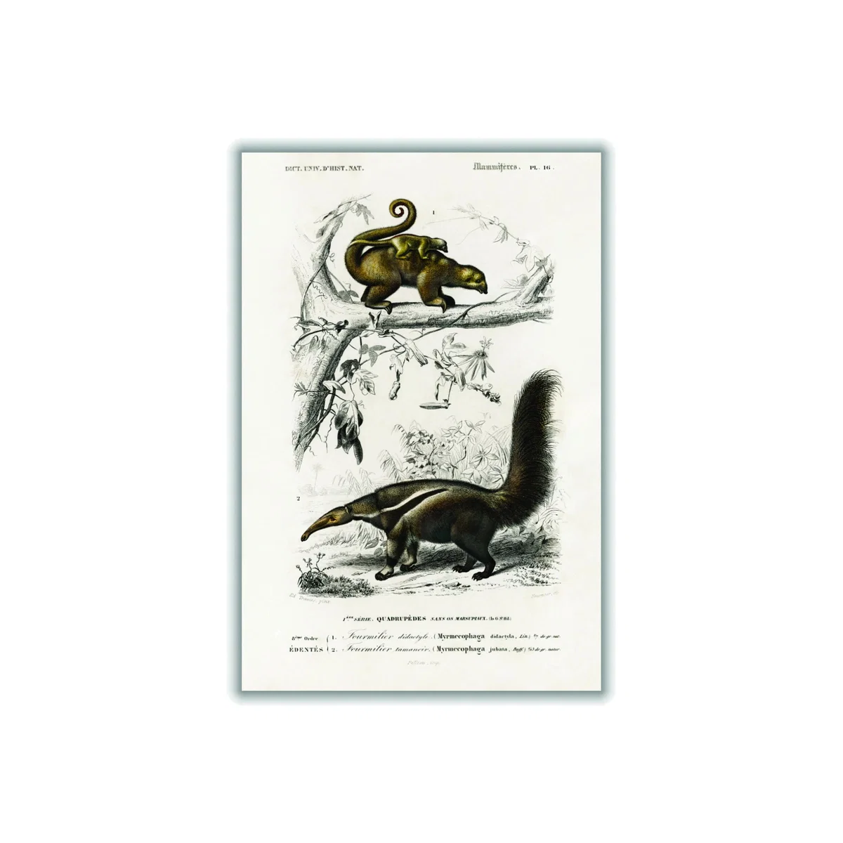 Brown Pygmy Anteater Large Stanley Print House – image 1