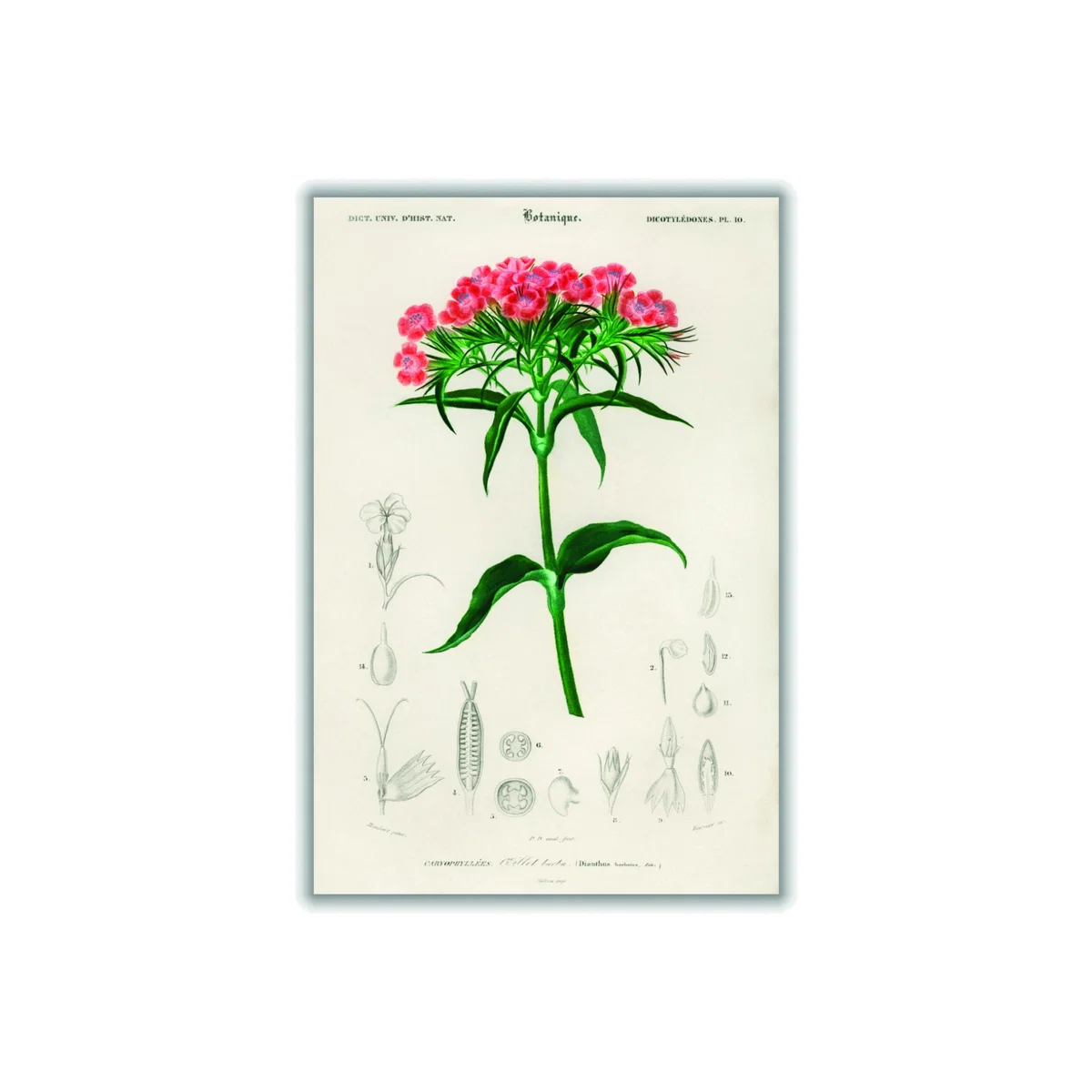 Sweet William A2 420 X 594Mm Stanley Print House – image 1