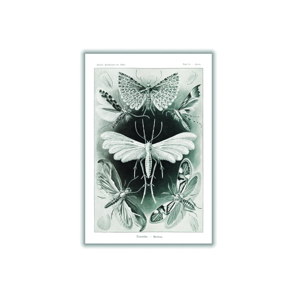 Grey Tineida-Motten By Ernst Haeckel A3 297 X 420Mm Stanley Print House – image 1