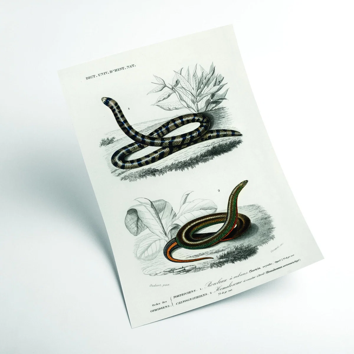 Anilius - Neutrals A3 297 X 420Mm Stanley Print House – image 2