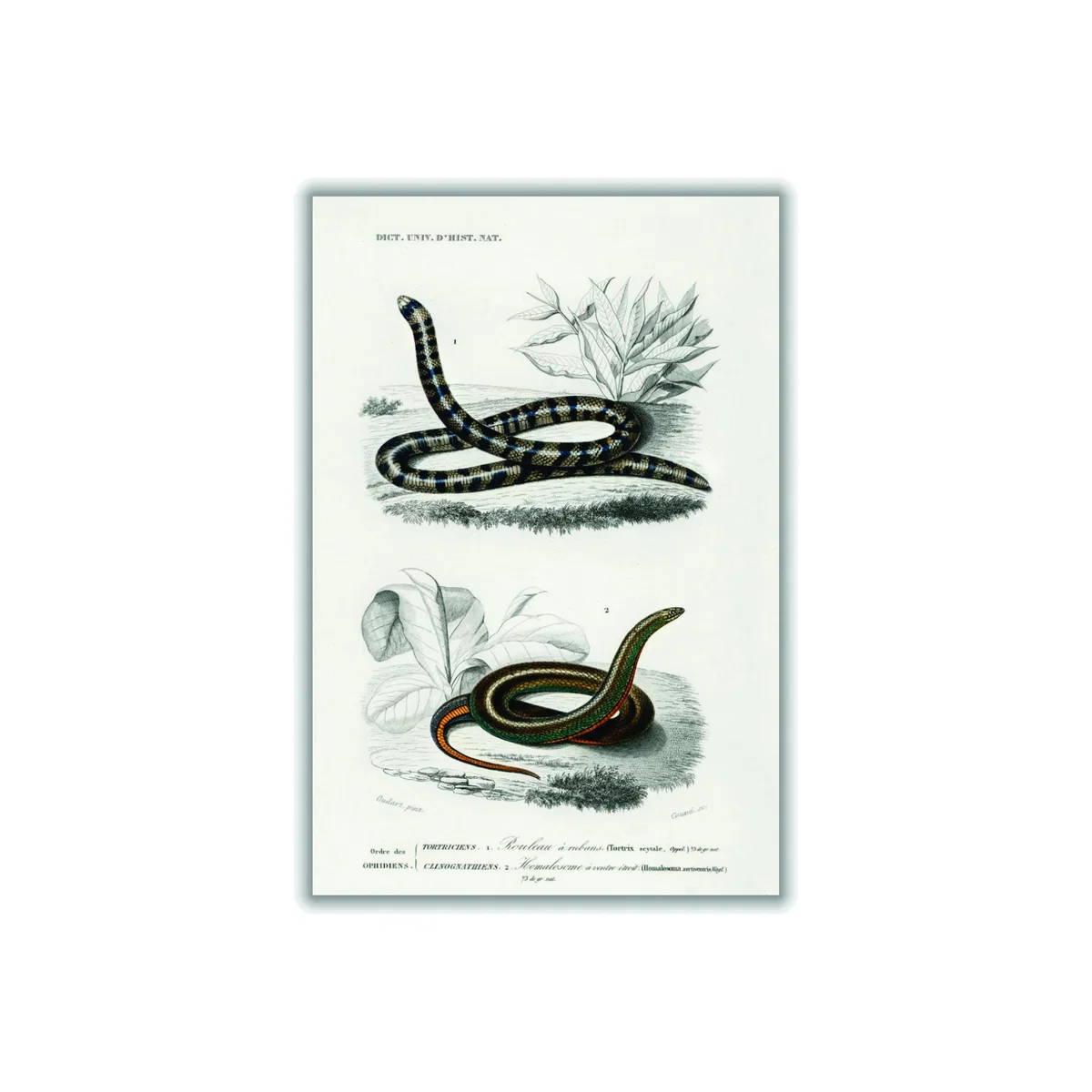 Anilius - Neutrals A3 297 X 420Mm Stanley Print House – image 1