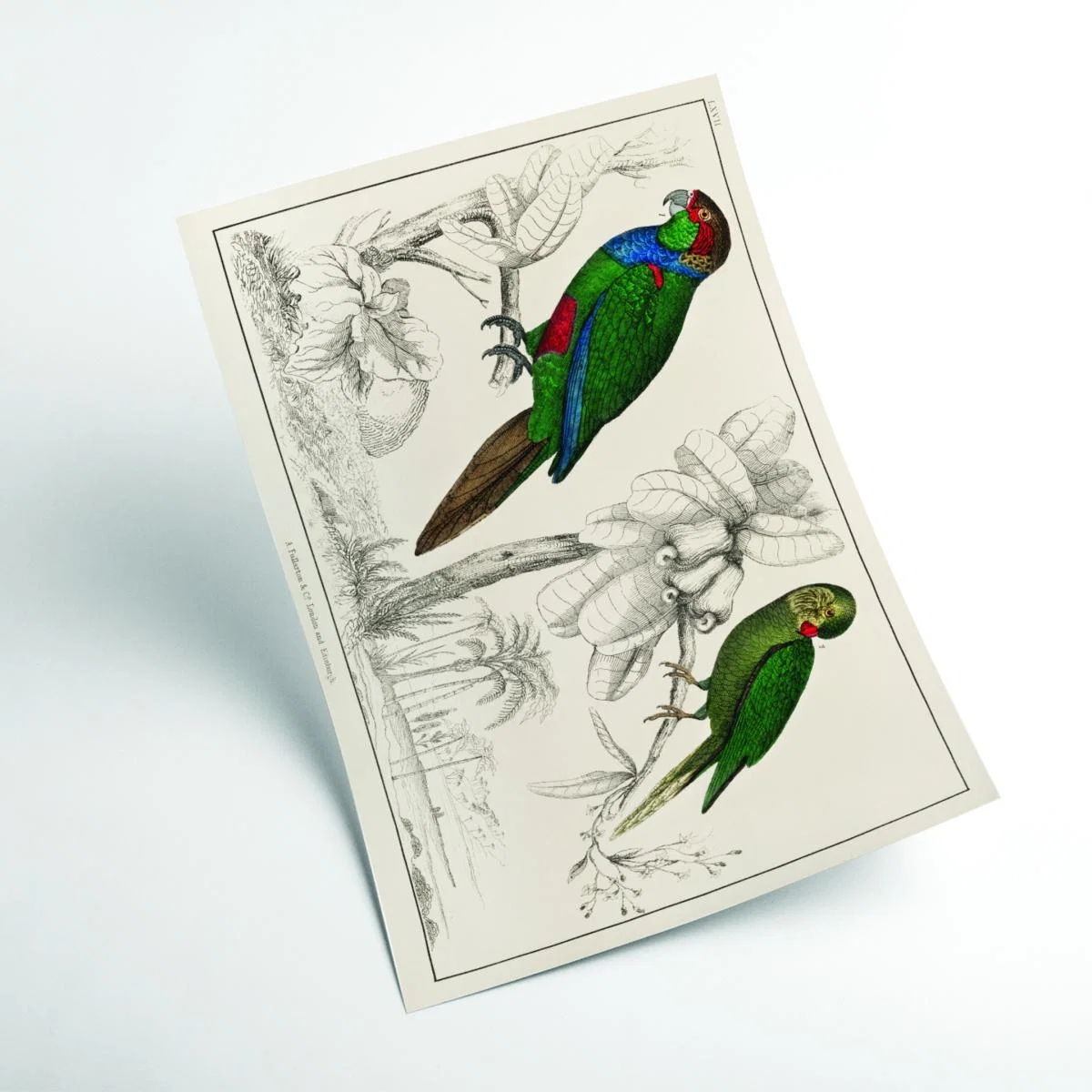Green Two Parakeets A1 594 X 841Mm Stanley Print House – image 2