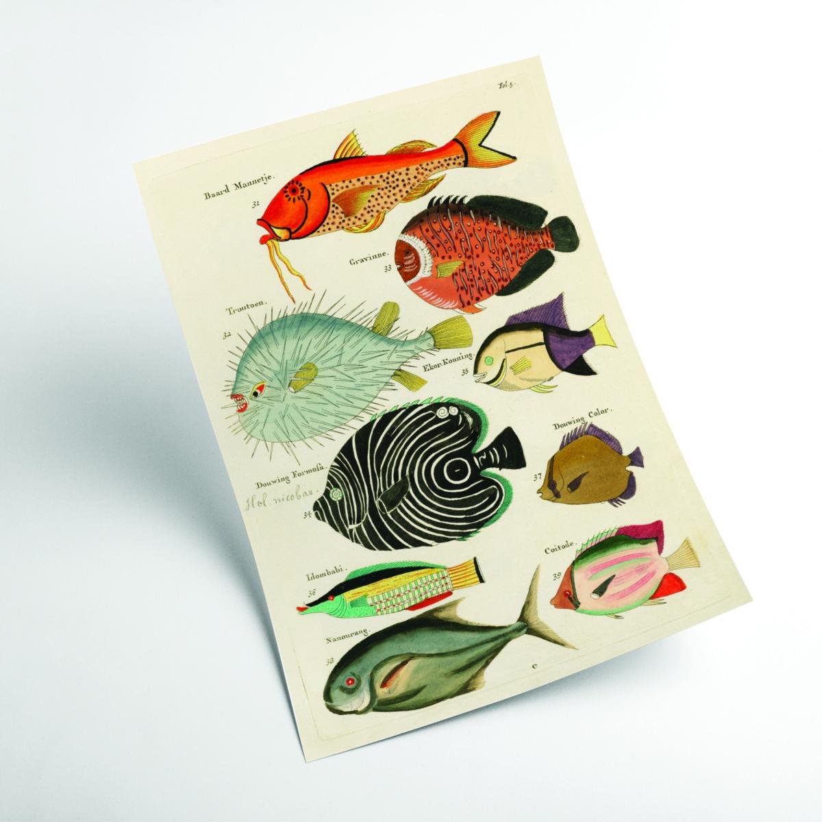 Fish Found In Indonesia A4 210 X 297Mm Stanley Print House – image 2