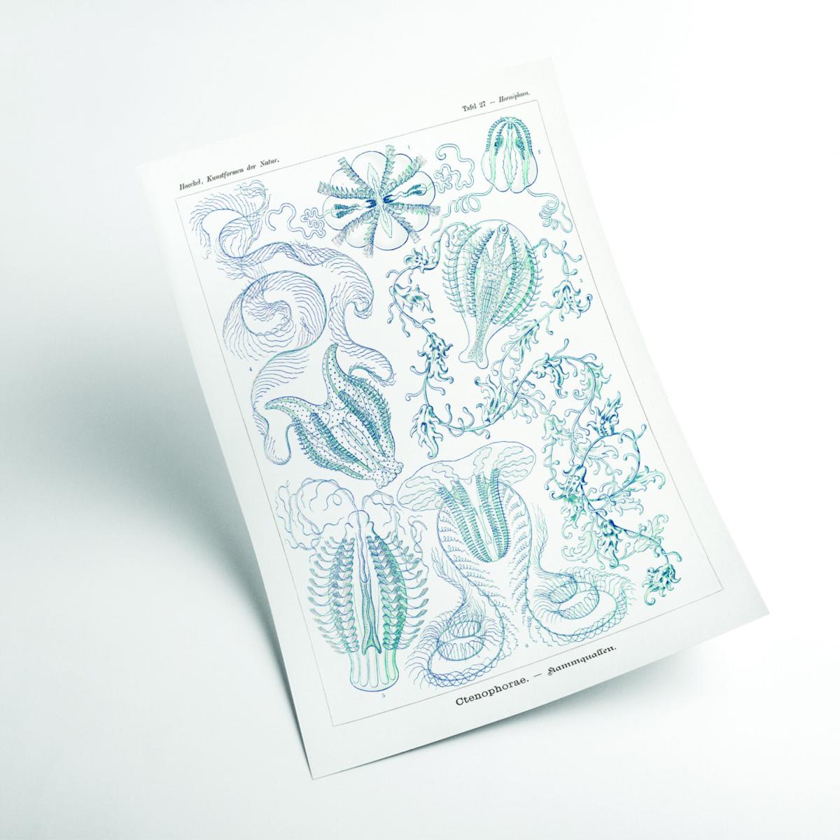 Blue Ctenophorae-Kammquallen By Ernst Haeckel A2 420 X 594Mm Stanley Print House – image 2