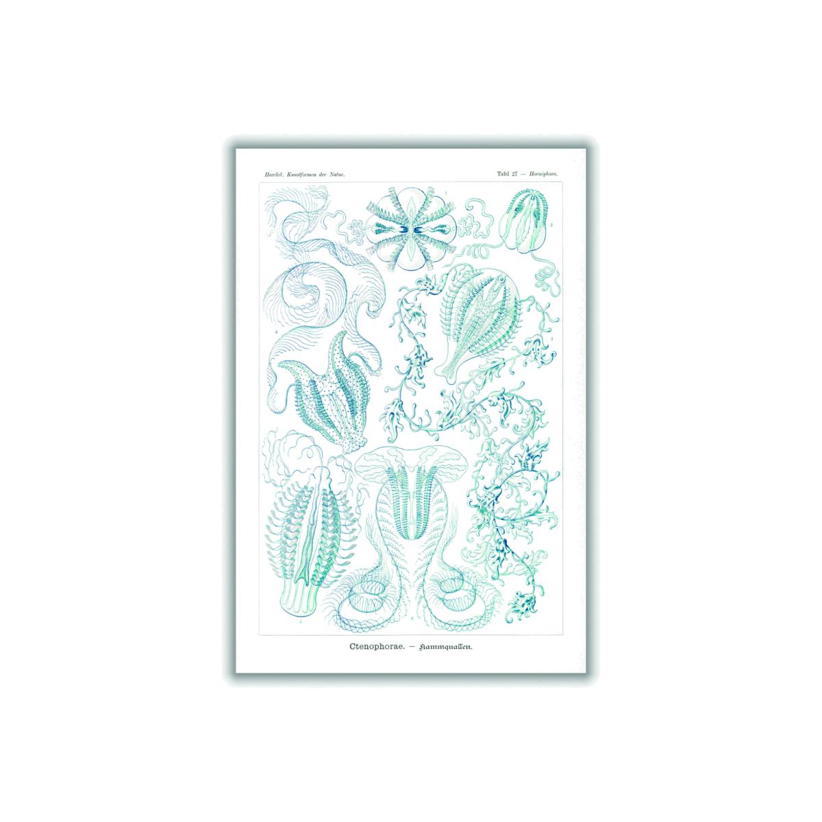 Blue Ctenophorae-Kammquallen By Ernst Haeckel A2 420 X 594Mm Stanley Print House – image 1