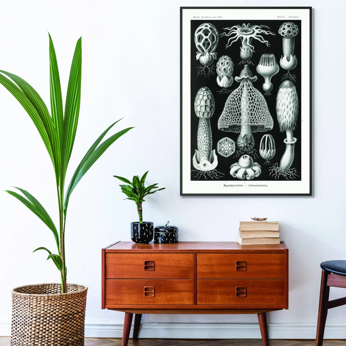 Grey Basimycetes-Schwammpilze By Ernst Haeckel A3 297 X 420Mm Stanley Print House – image 3