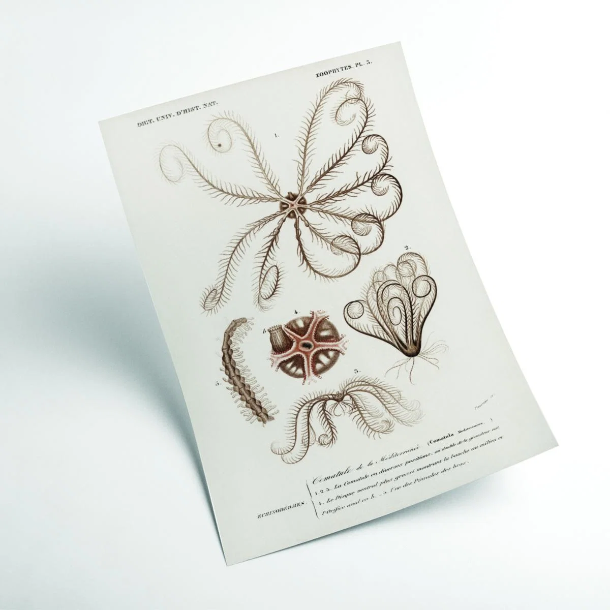 Neutrals Comatula Mediterranea A3 297 X 420Mm Stanley Print House – image 2