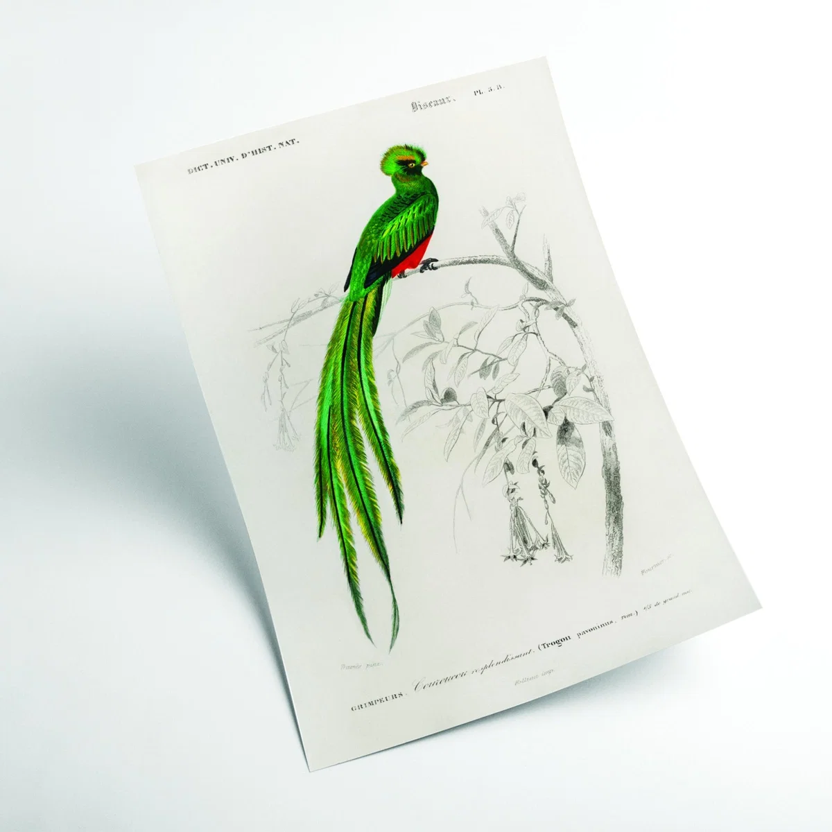 Green Pavonine Quetzal A3 297 X 420Mm Stanley Print House – image 2