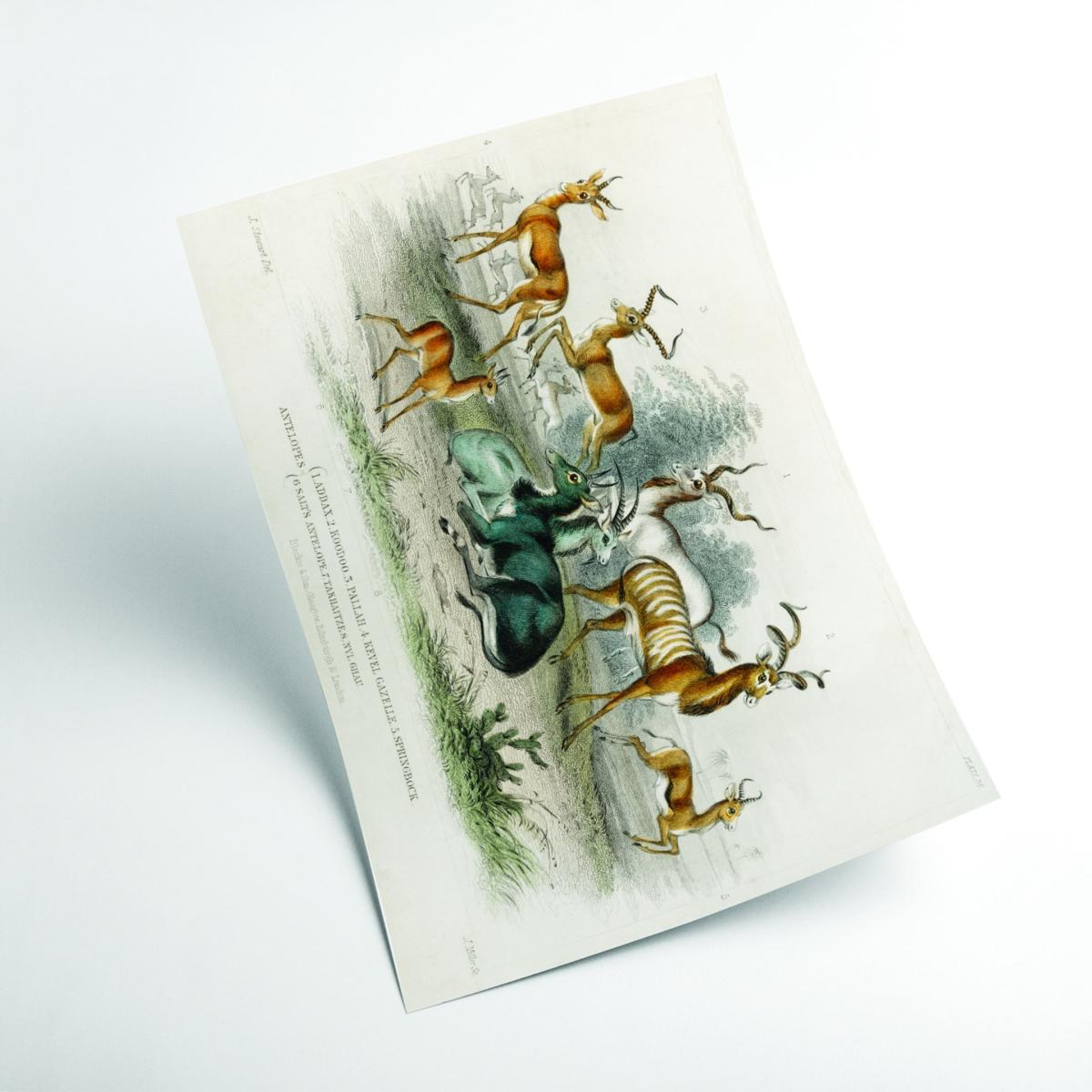Antelopes By Oliver Goldsmith Multicolour A3 297 X 420Mm Stanley Print House – image 2