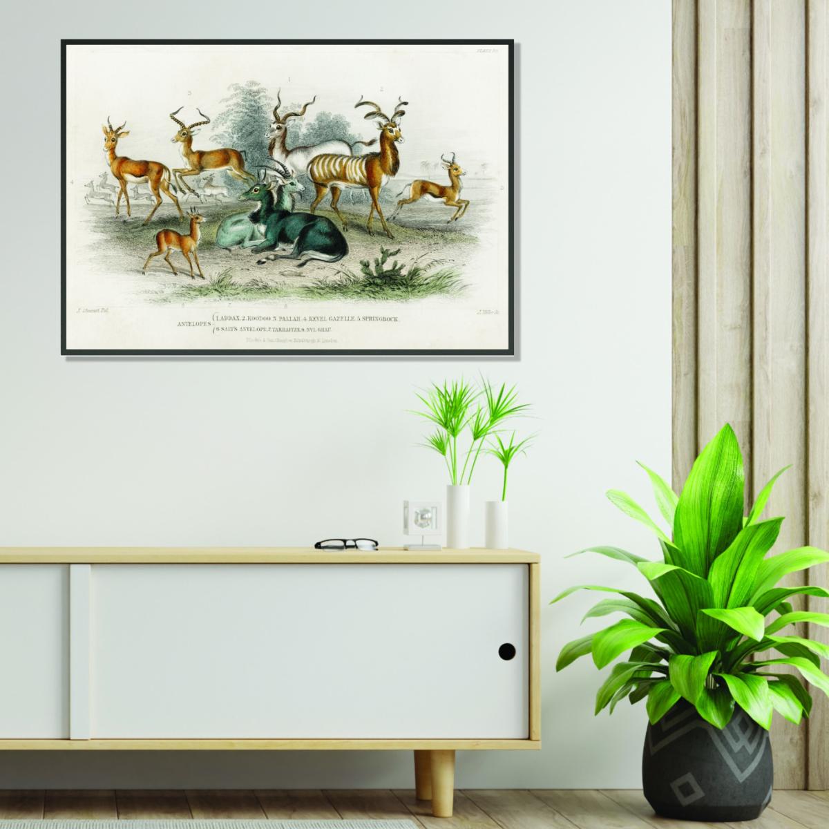 Antelopes By Oliver Goldsmith Multicolour A3 297 X 420Mm Stanley Print House – image 3