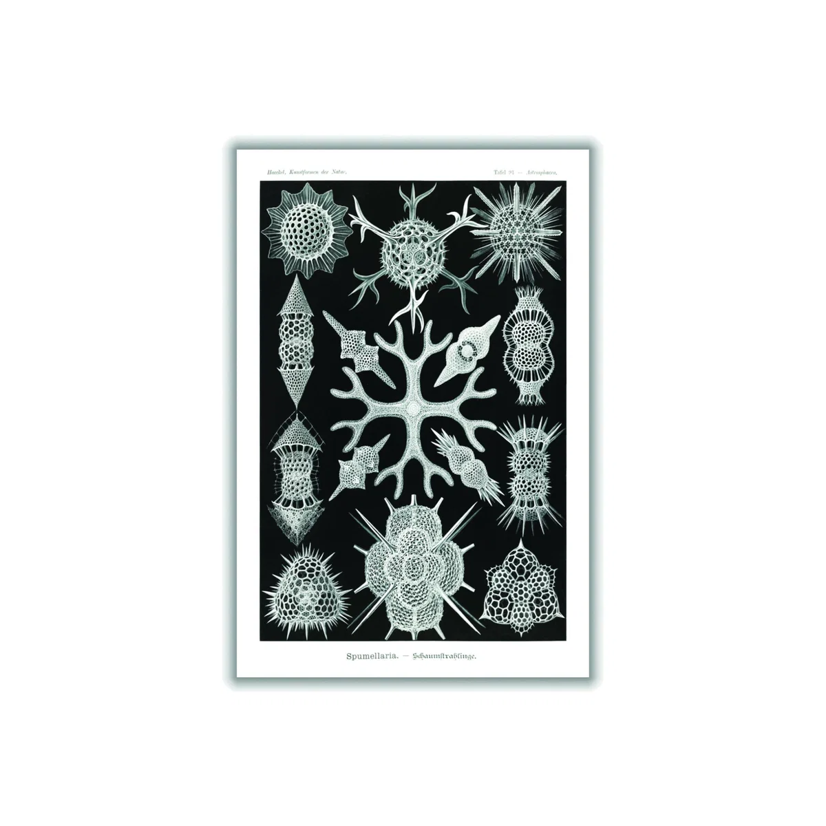 Grey Spumellaria-Schaumstrahlinge By Ernst Haeckel Extra Large Stanley Print House – image 1