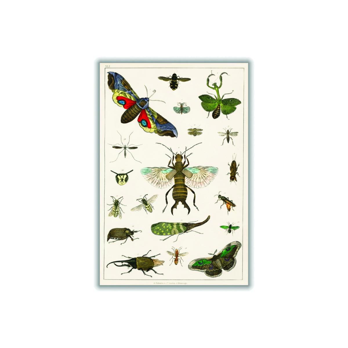 Various Insects A3 297 X 420Mm Stanley Print House – image 1