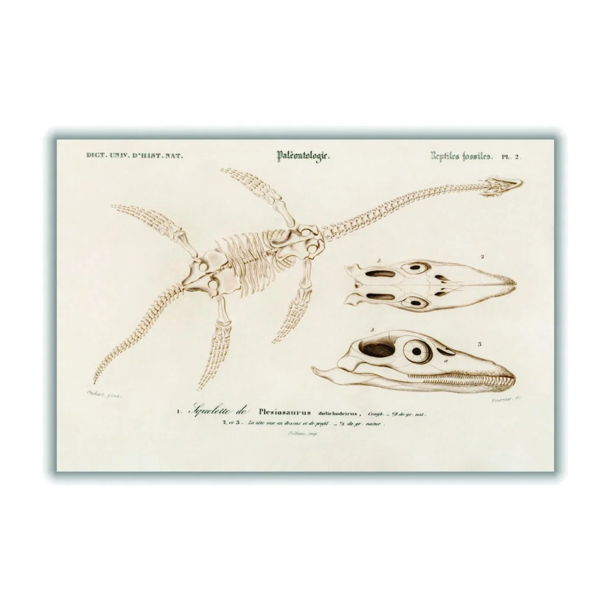Gold Plesiosaurus A3 297 X 420Mm Stanley Print House – image 1
