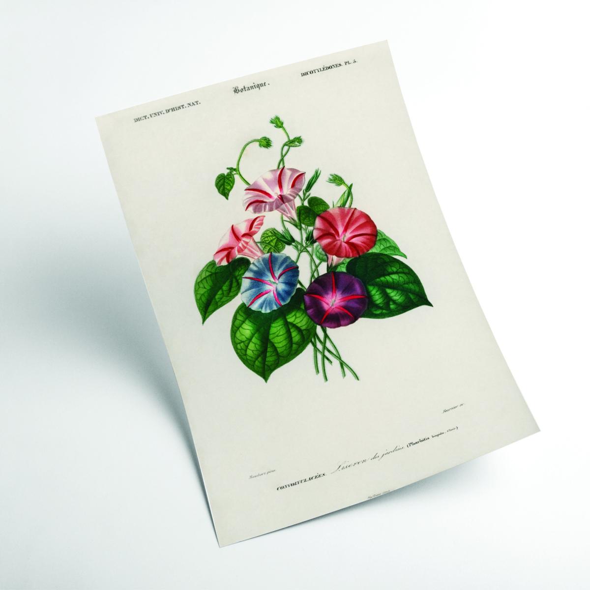 Morning Glory A2 420 X 594Mm Stanley Print House – image 2