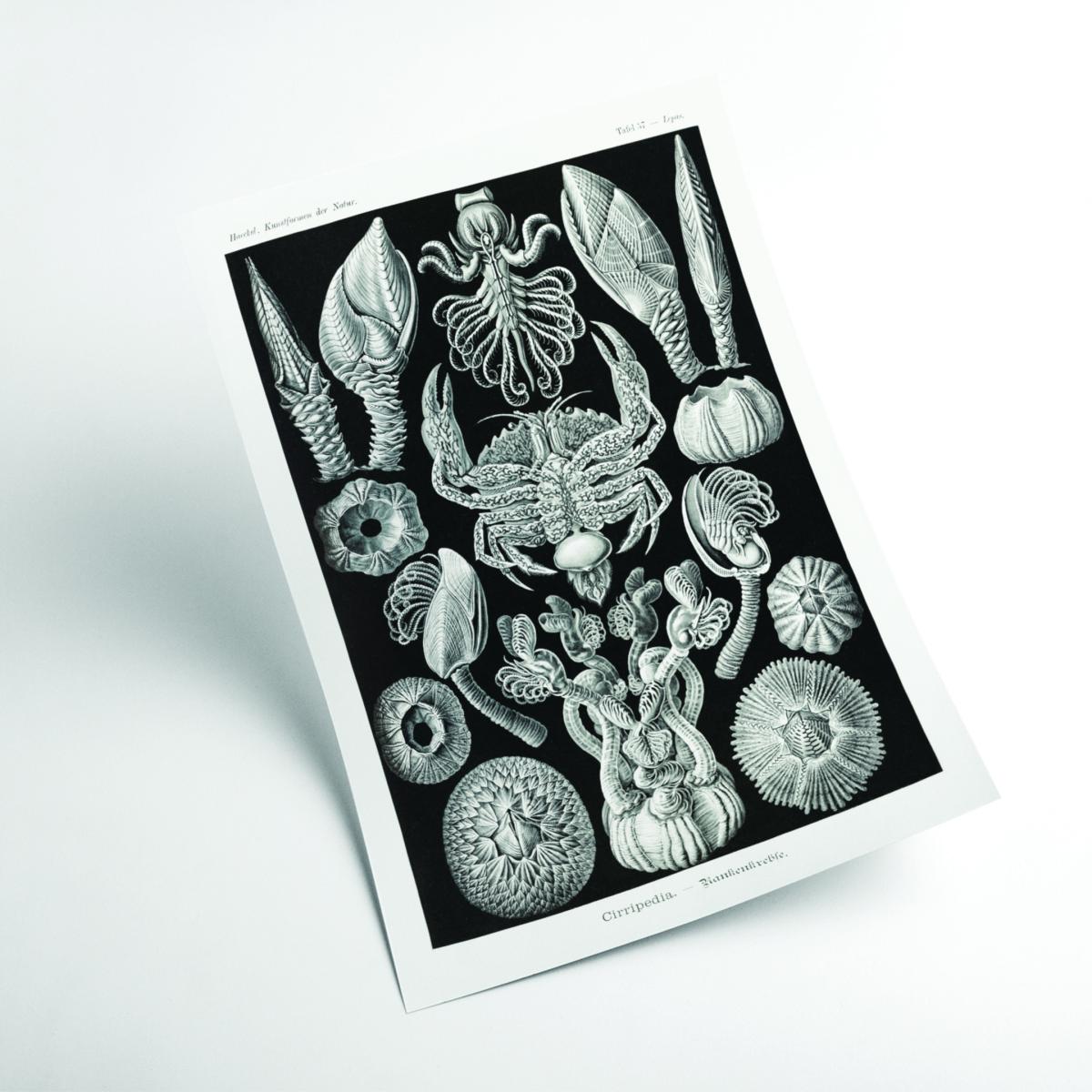 Grey Cirripedia-Rankenkreble By Ernst Haeckel Extra Large Stanley Print House – image 2