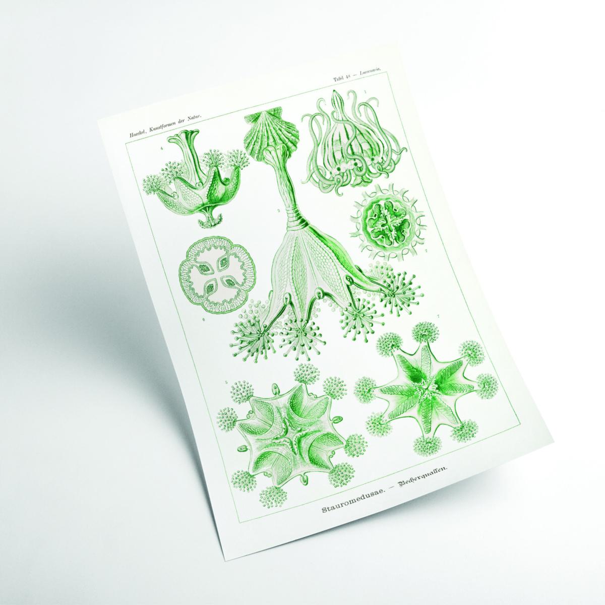 Green Stauromedusae-Becherquallen By Ernst Haeckel A4 210 X 297Mm Stanley Print House – image 2