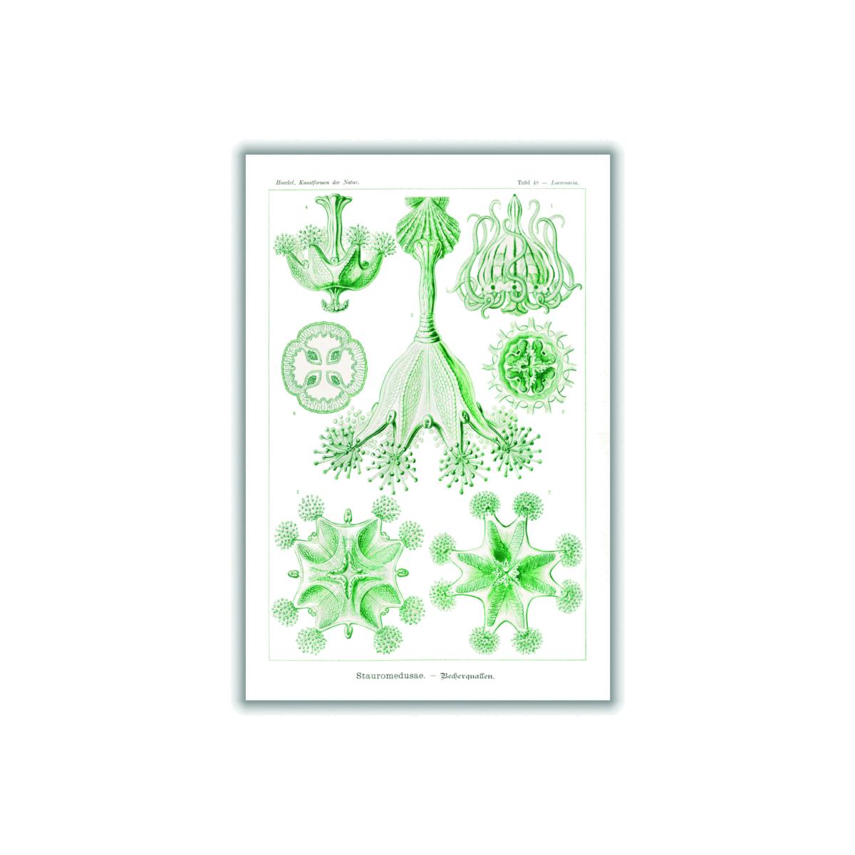 Green Stauromedusae-Becherquallen By Ernst Haeckel A4 210 X 297Mm Stanley Print House – image 1
