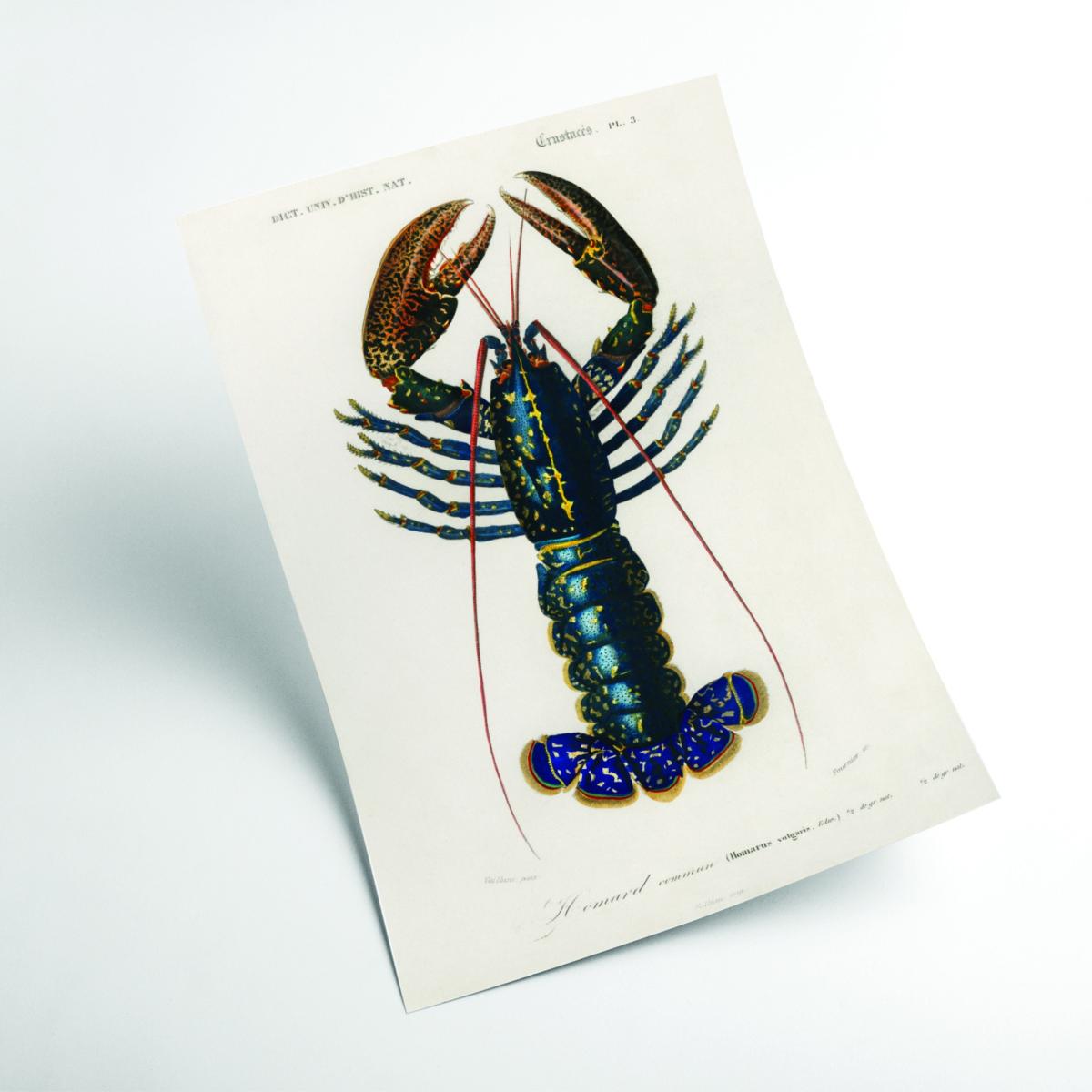Crimson Crawfish I A3 297 X 420Mm Stanley Print House – image 2