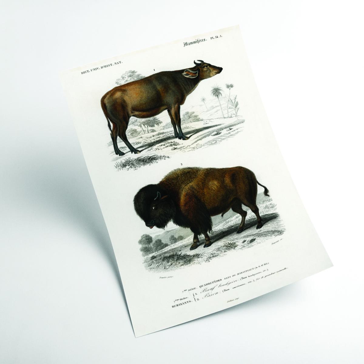 Cow - Brown Extra Small Stanley Print House – image 2