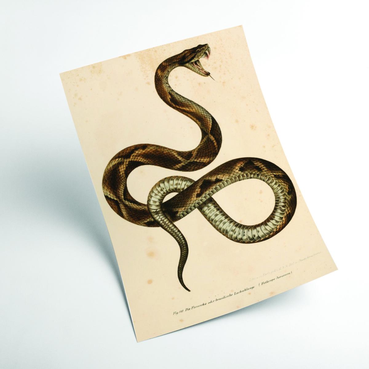 Brown Vintage Snake A4 210 X 297Mm Stanley Print House – image 2