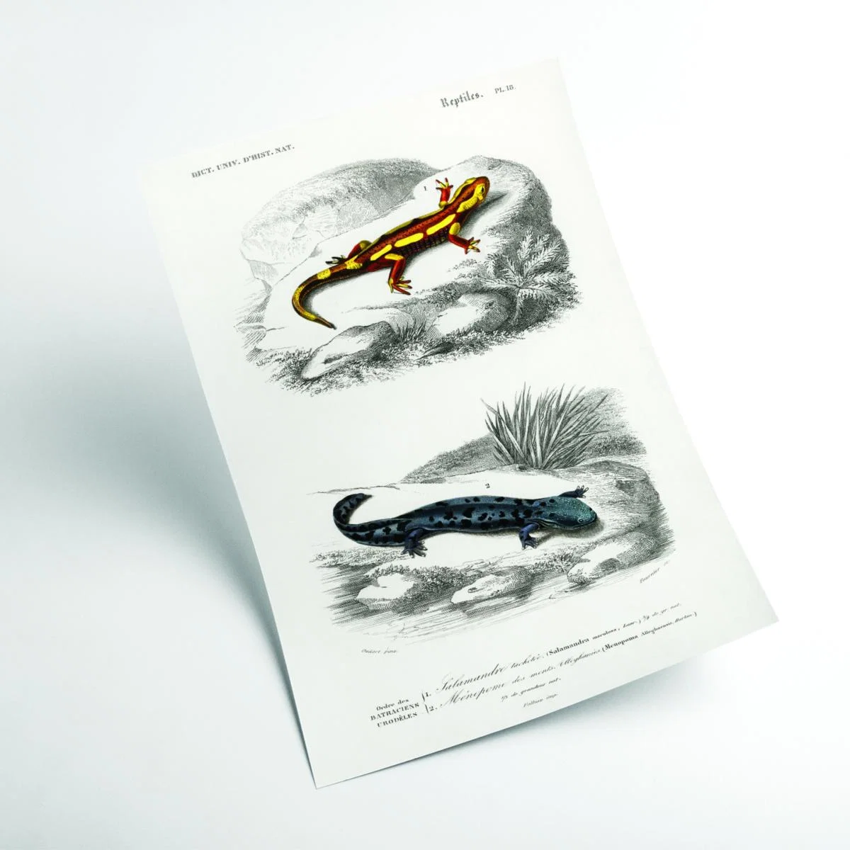 Natural History - Different Types Of Salamanders Large Stanley Print House – image 2