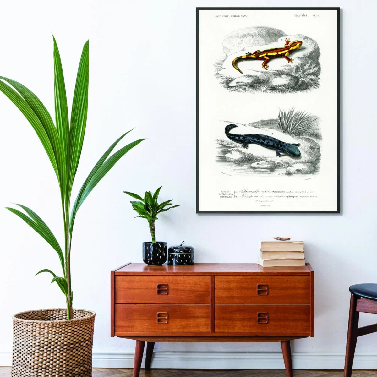Natural History - Different Types Of Salamanders Large Stanley Print House – image 3