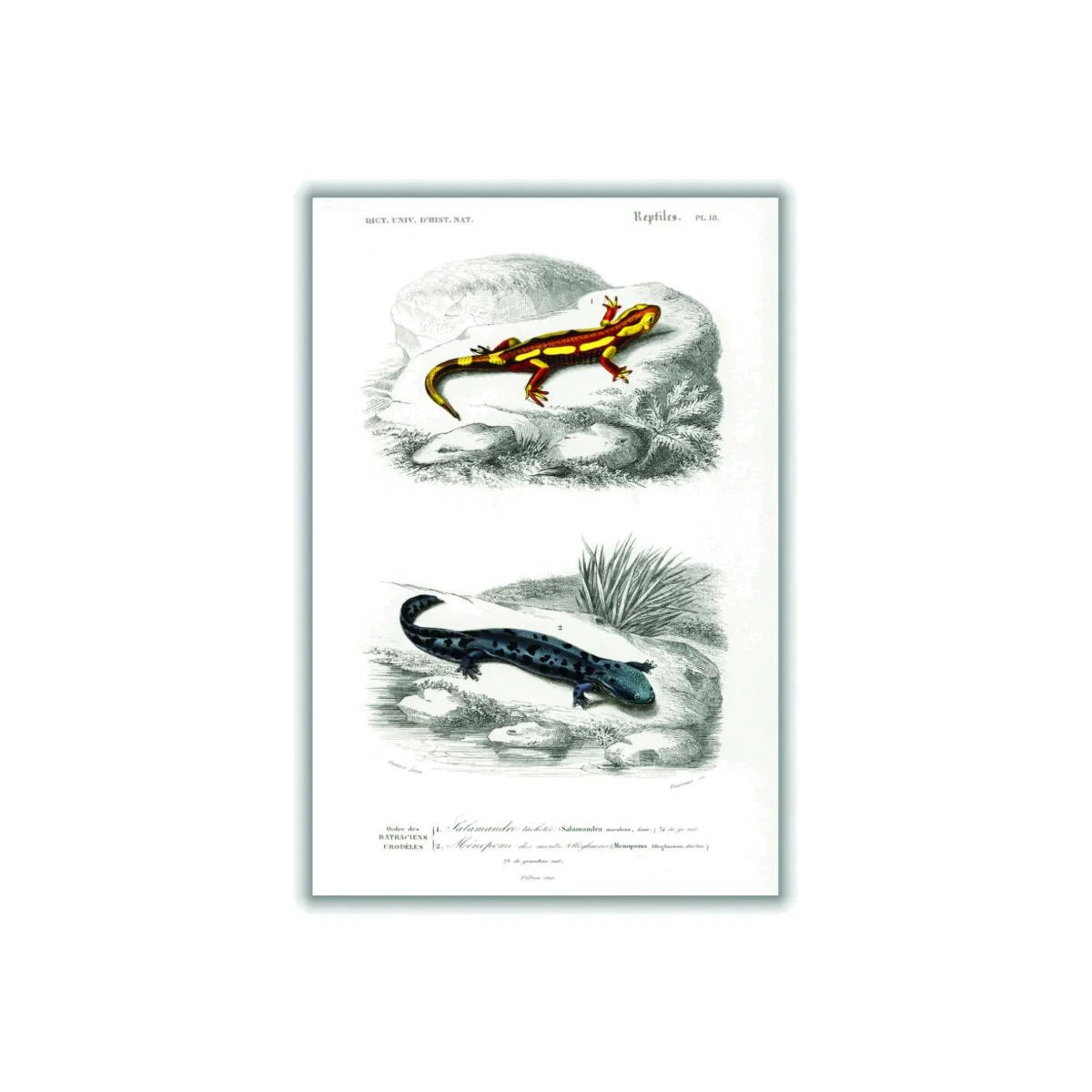 Natural History - Different Types Of Salamanders Large Stanley Print House – image 1
