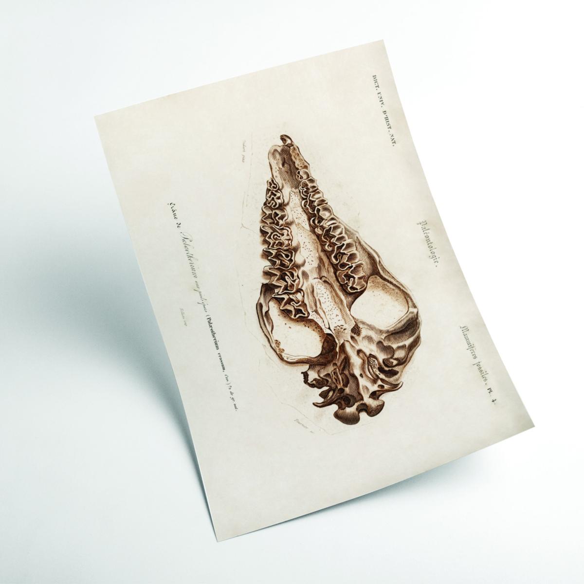 Brown Odd-Toed Unulate Small Stanley Print House – image 2