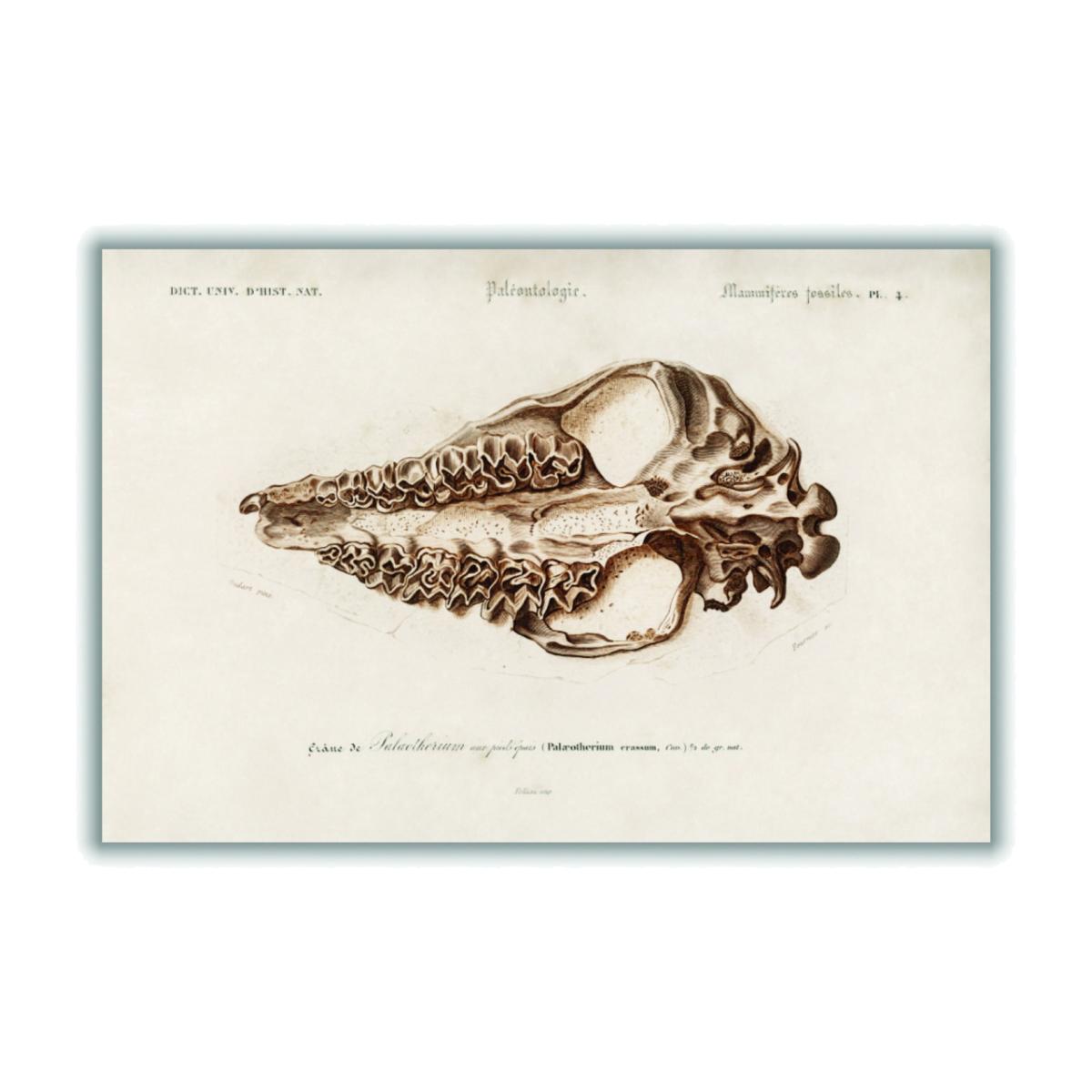 Brown Odd-Toed Unulate Small Stanley Print House – image 1