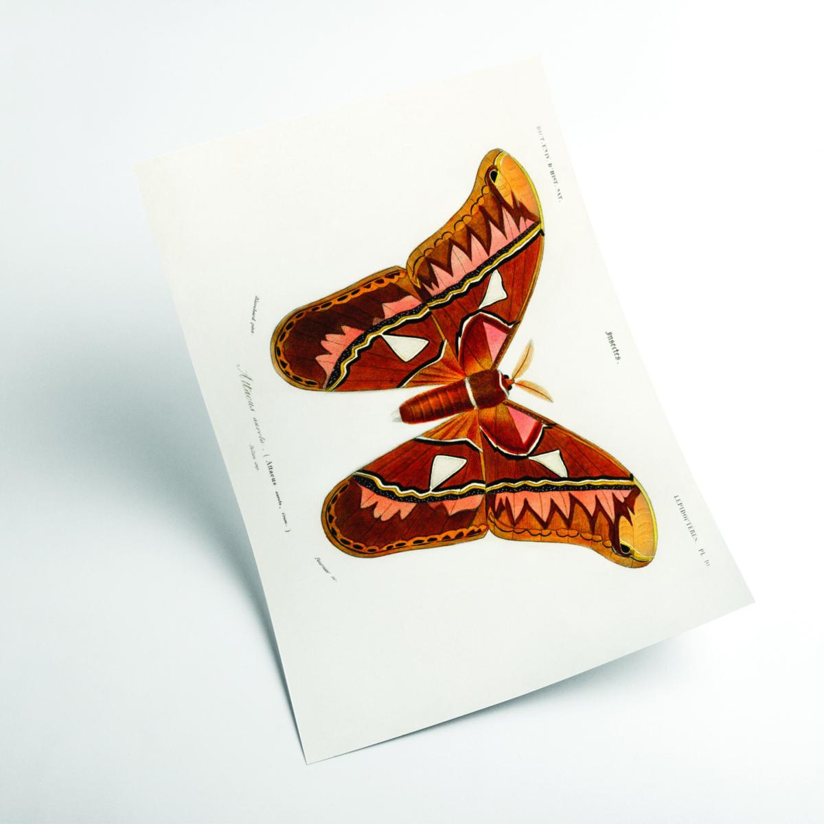 Attacus Atlas Moth A4 210 X 297Mm Stanley Print House – image 2