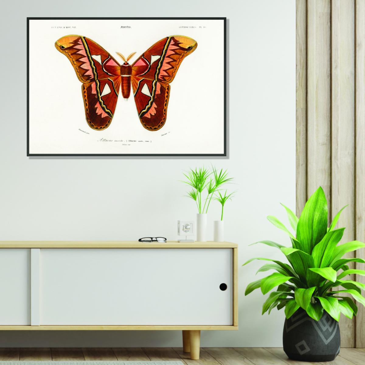 Attacus Atlas Moth A4 210 X 297Mm Stanley Print House – image 3