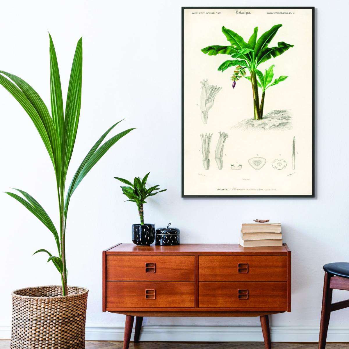 Musa Chinensis By Charles Dessalines D Orbigny Green A4 210 X 297Mm Stanley Print House – image 3