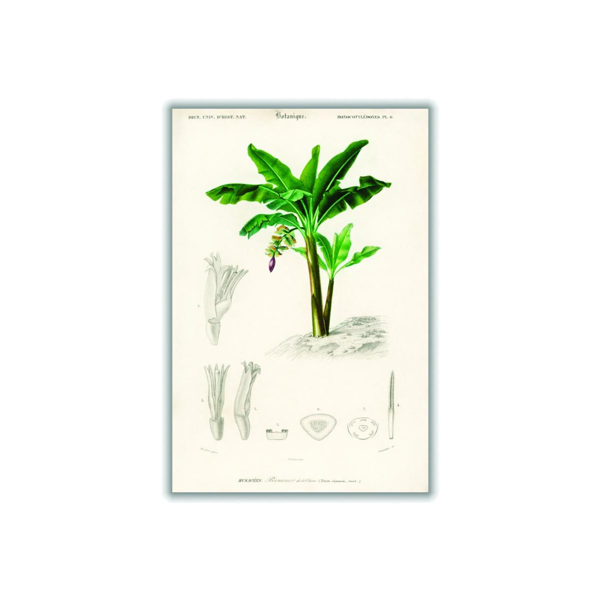 Musa Chinensis By Charles Dessalines D Orbigny Green A4 210 X 297Mm Stanley Print House – image 1
