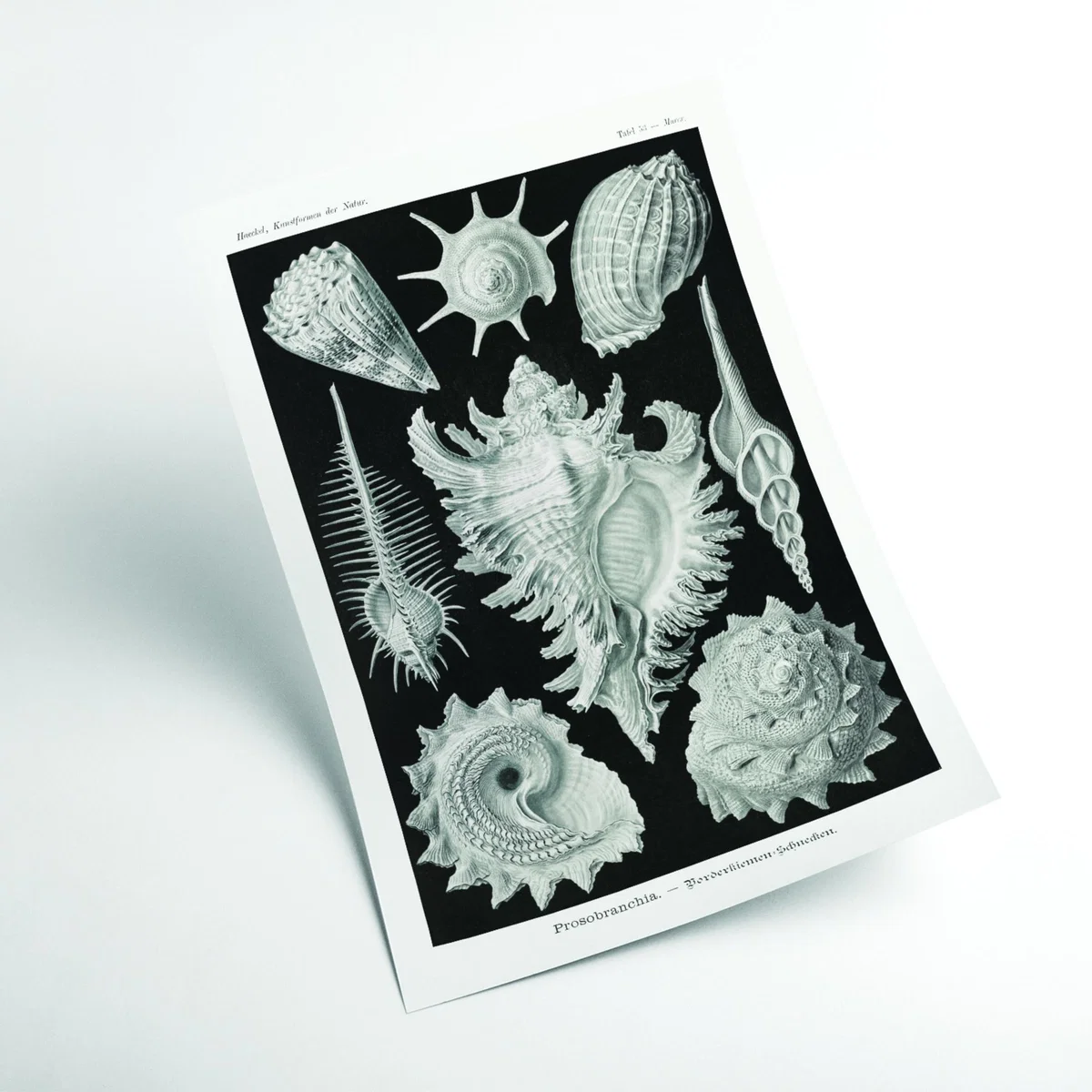 Grey Prosobranchia-Dorderkiemen Schnecken By Ernst Haeckel A3 297 X 420Mm Stanley Print House – image 2