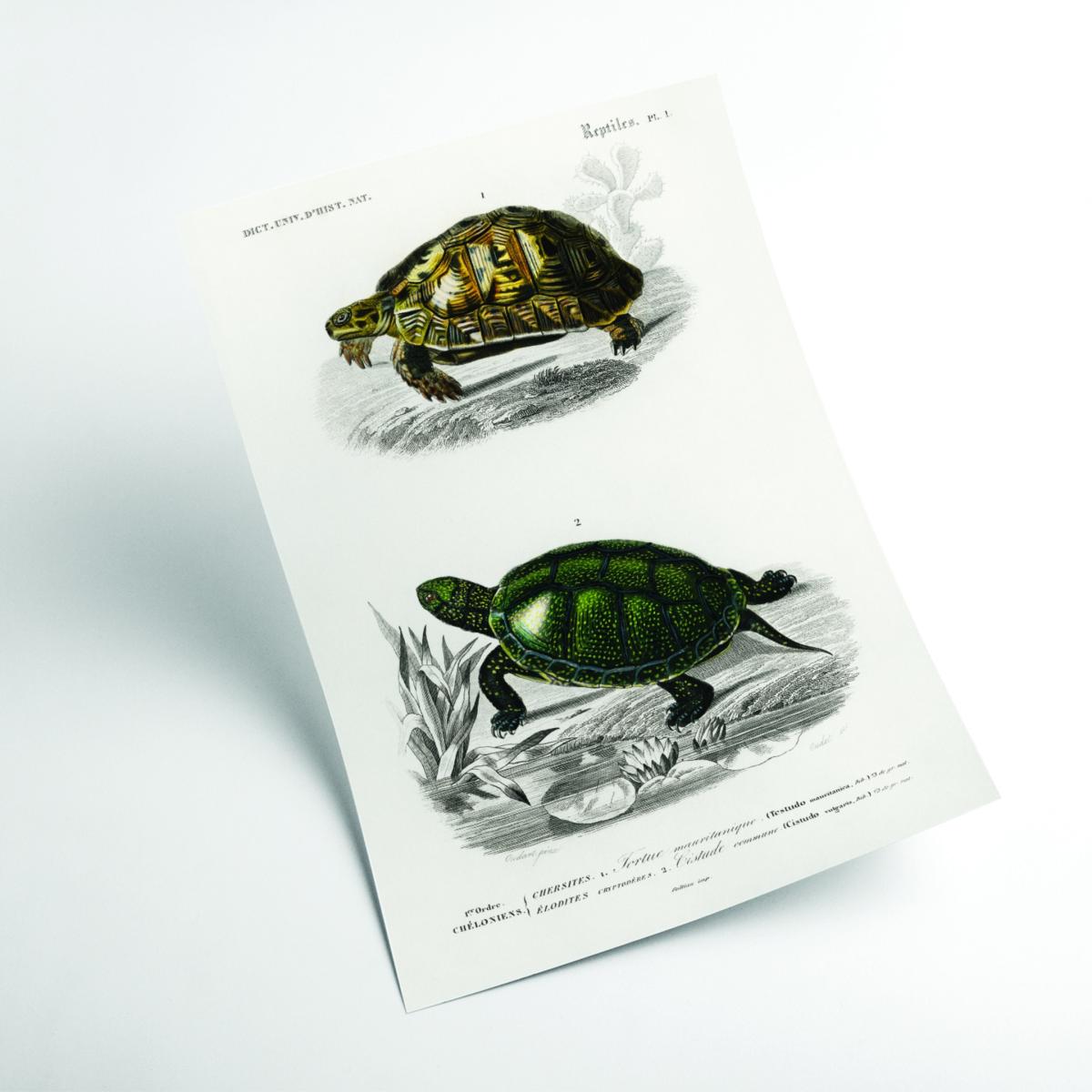 Tortoises & Pond Turtle A4 210 X 297Mm Stanley Print House – image 2