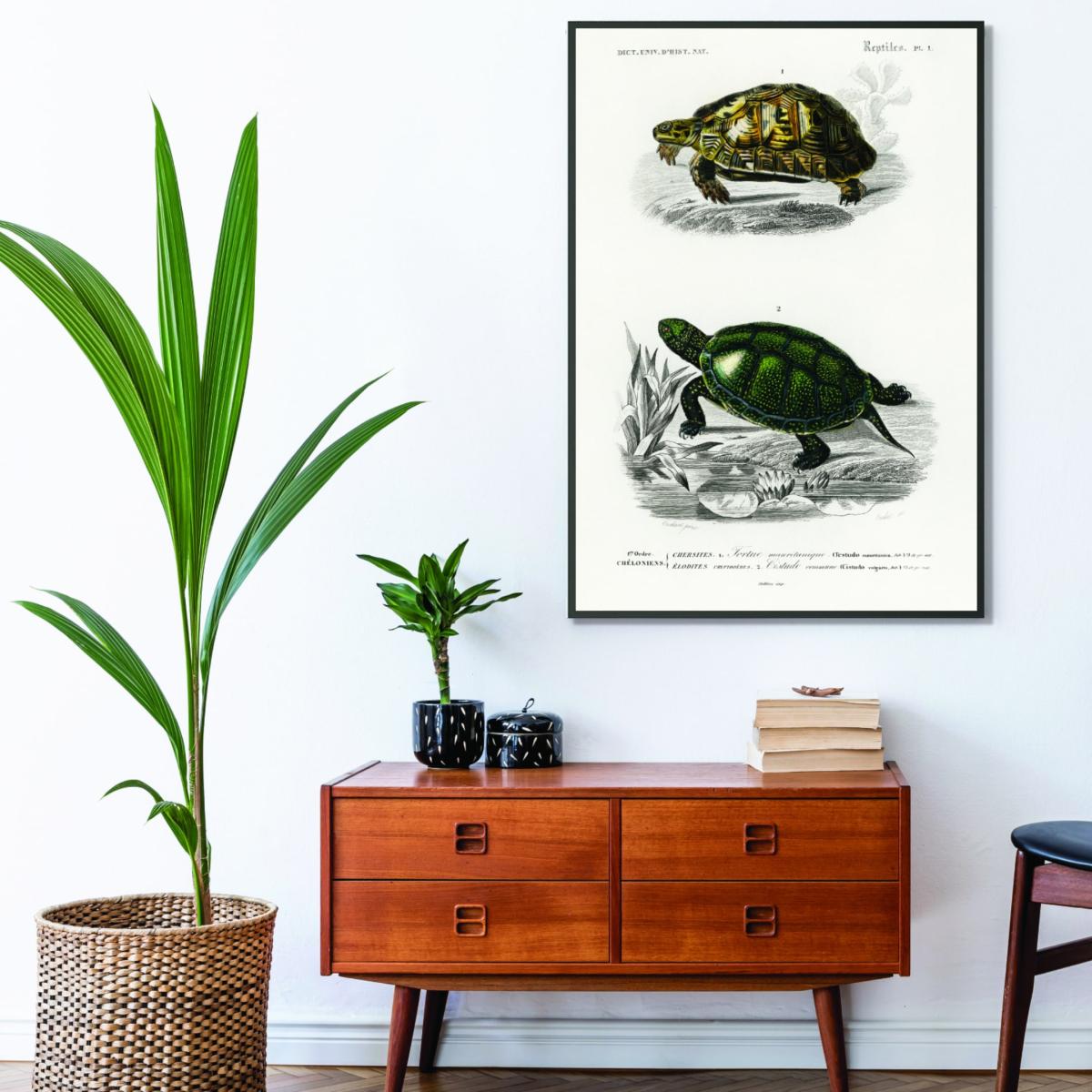 Tortoises & Pond Turtle A4 210 X 297Mm Stanley Print House – image 3