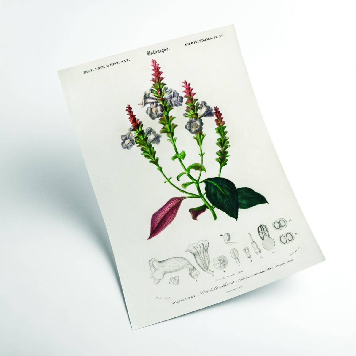 Strobilanthes Sabiniana A2 420 X 594Mm Stanley Print House – image 2