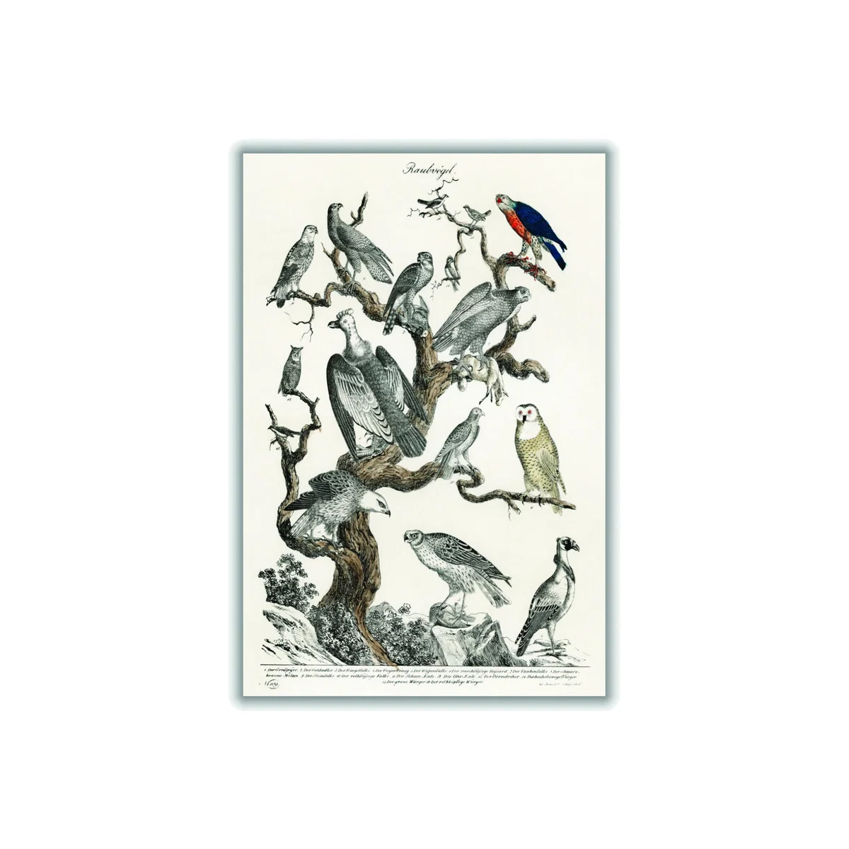 Grey Birds Of Prey A4 210 X 297Mm Stanley Print House – image 1